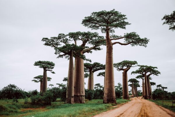 madagascar reizen