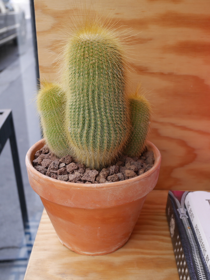 ob la di koffietentje cactus le marais