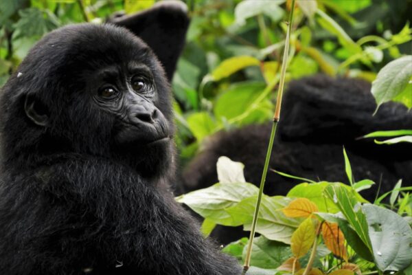 oeganda gorilla