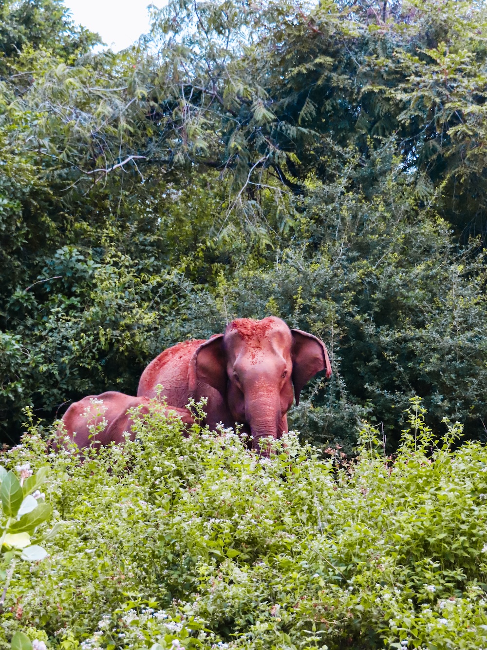 olifant yala national park
