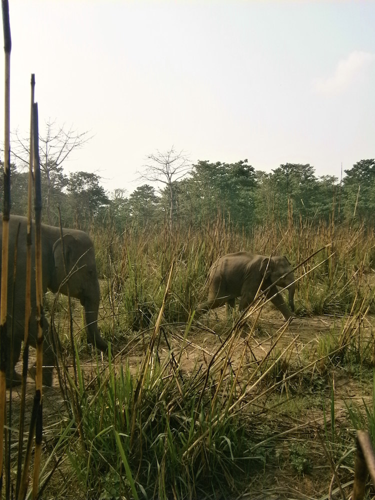 olifant nepal