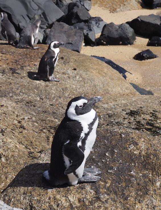 Penguins bij Boulder Beach