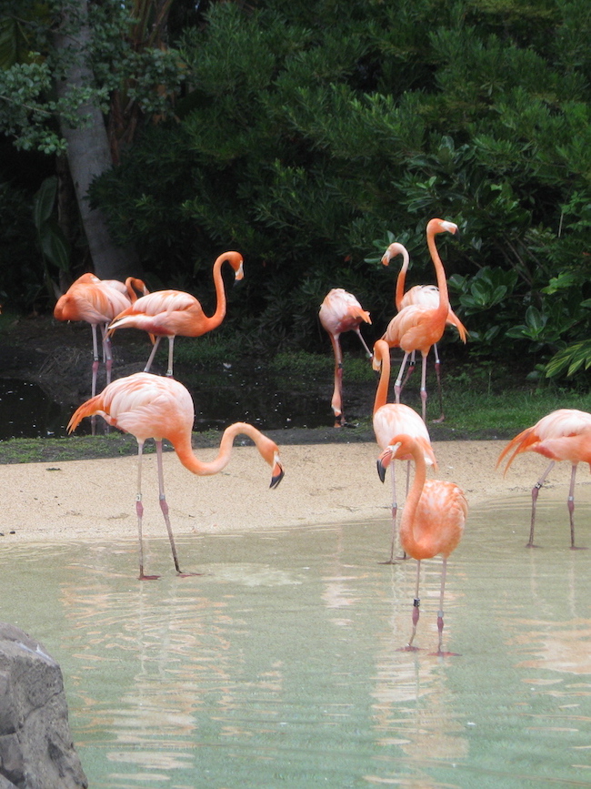 SeaWorld flamingo's