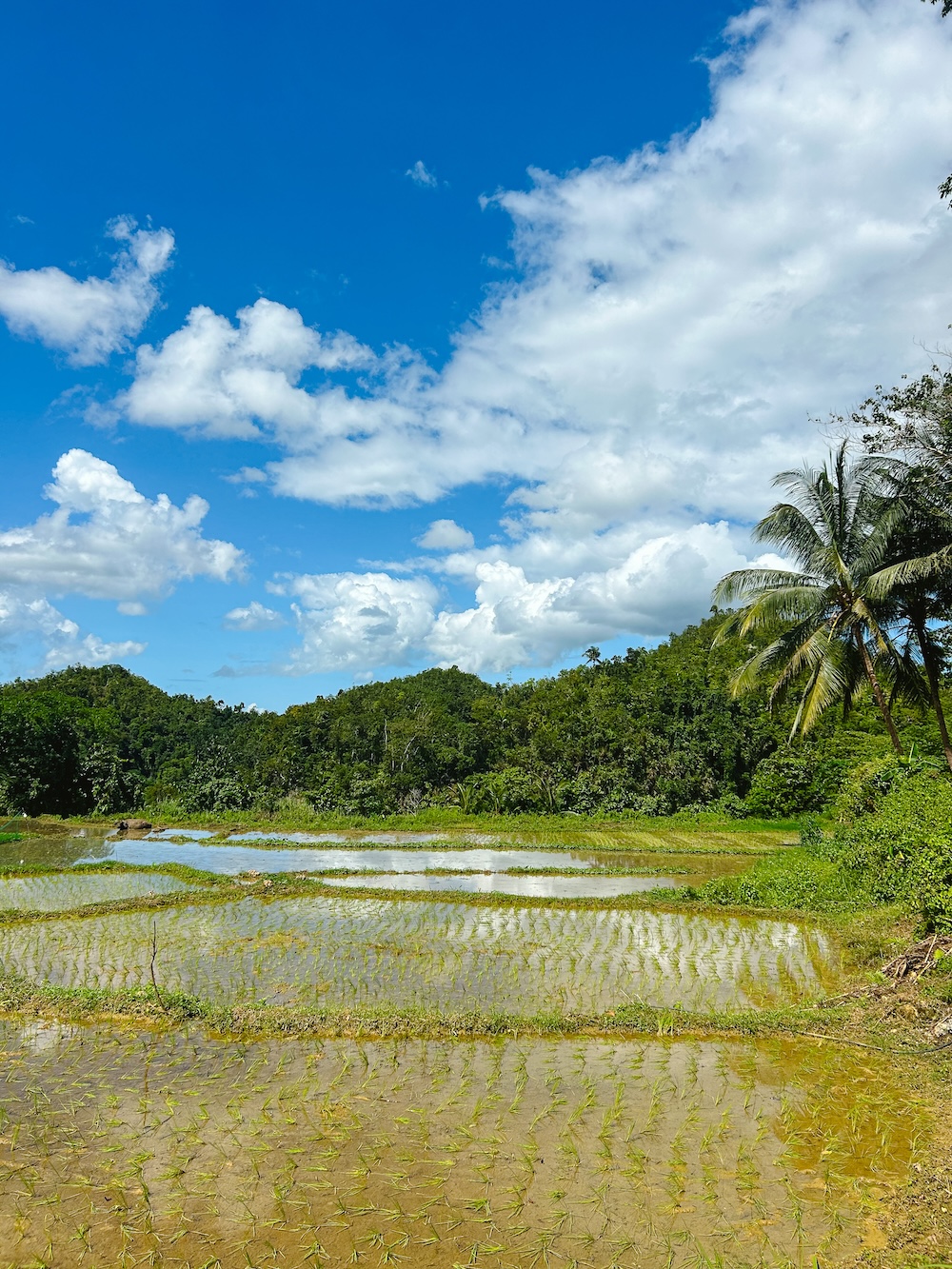 rijstvelden nabij Camugao falls