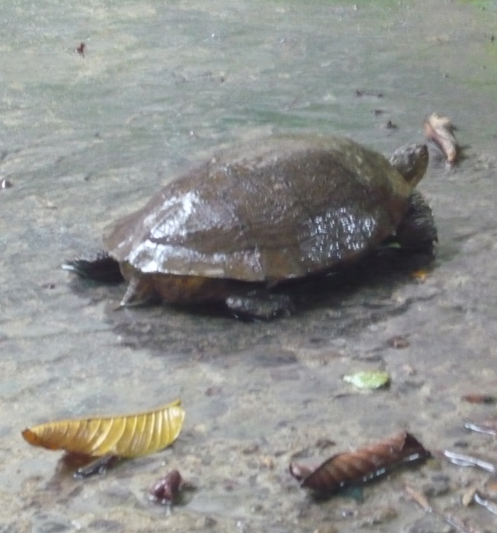 schildpad santiago de cuba casa particular