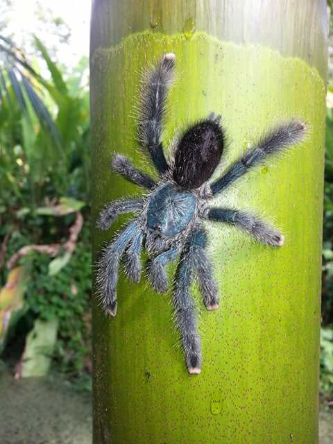 spin in suriname tijdens jungletocht