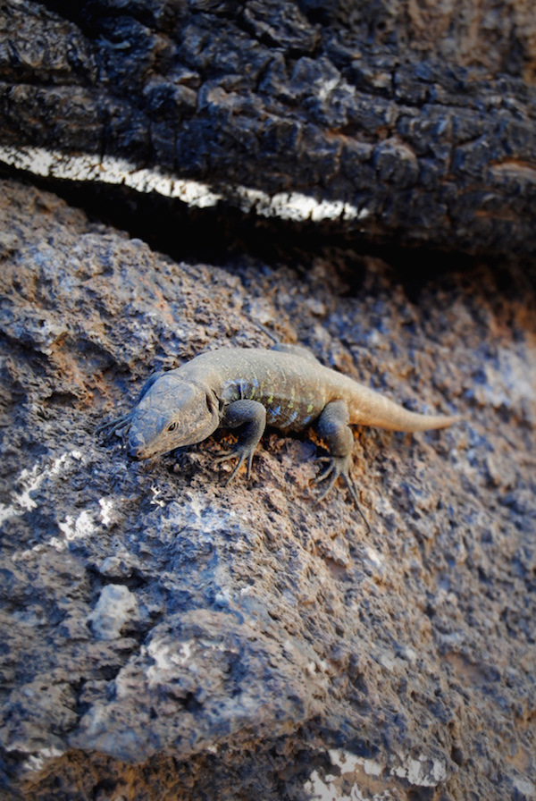 tenerife dieren rondom el teide