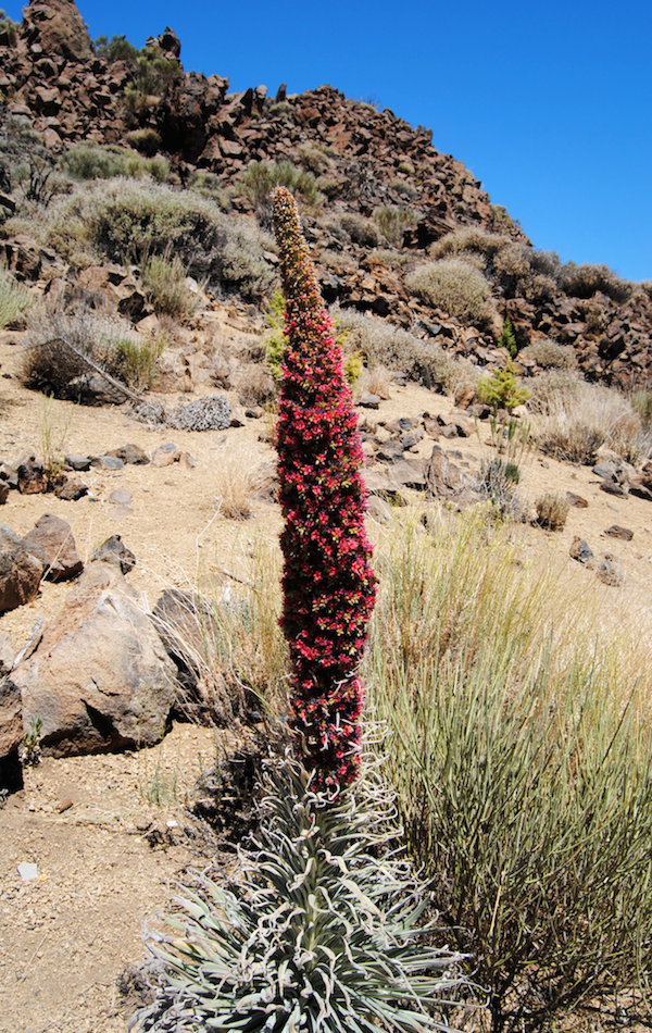 tenerife flora fauna rondom de vulkaan