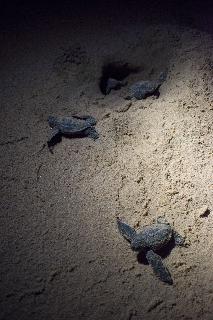 turtle tour zuid afrika schildpadden
