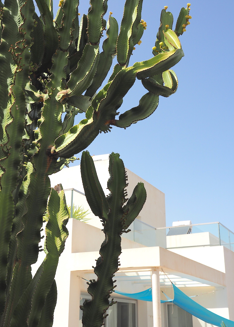 villa-yuna-ibiza-cactus-tuin
