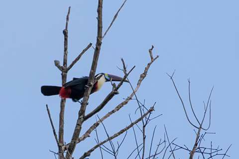 vogels in jungle suriname