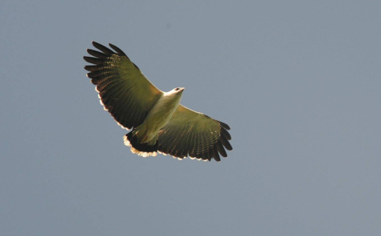 vogels in suriname