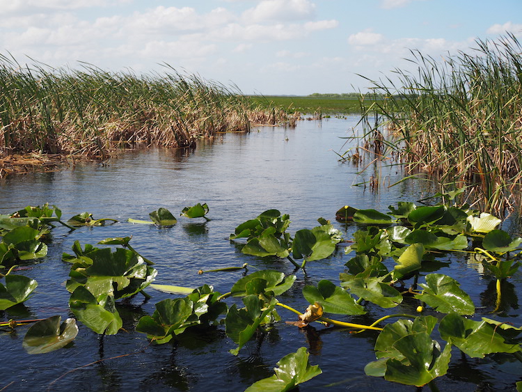 Wat te doen in Orlando Airboat Ride