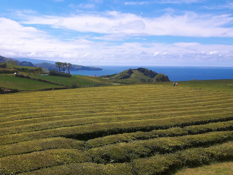 wat te doen op sao miguel Cha Gorreana