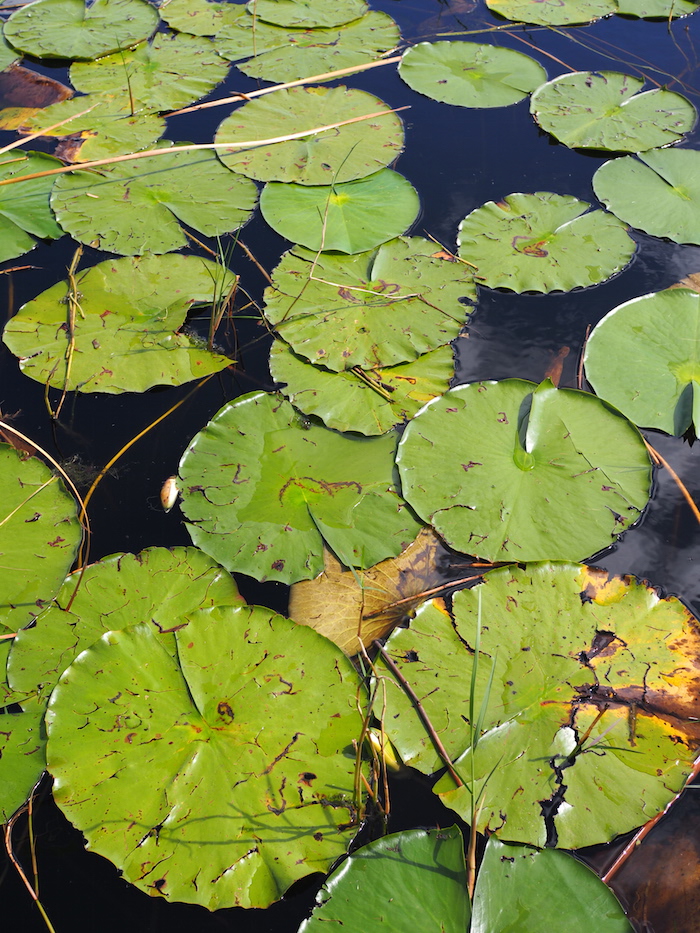 waterlely airboat ride orlando