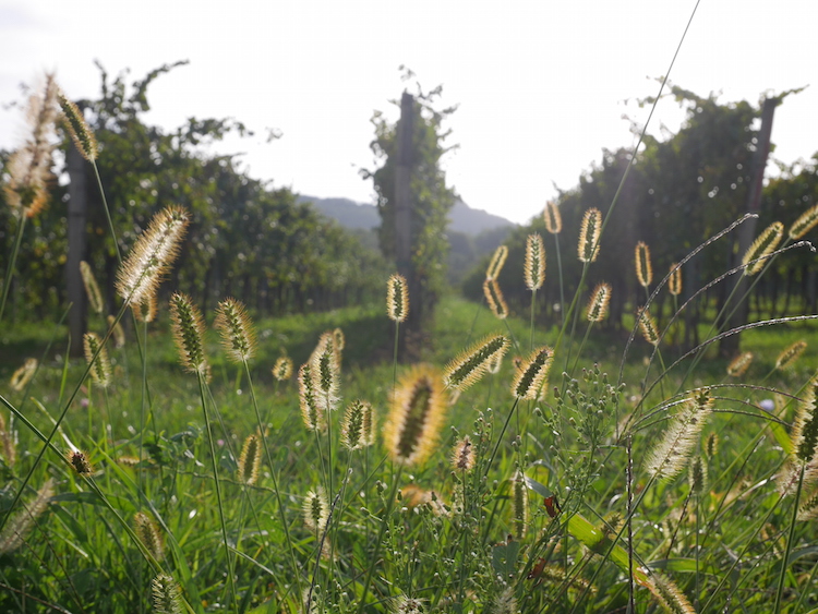 wijvelden vipava